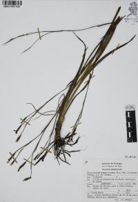 Sisyrinchium angustissimum image